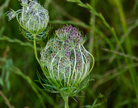 Queen Anne's Lace, Early Stages