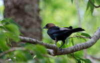 Blackbird, Male