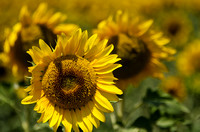 sunflower patch