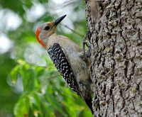 Woodpecker, Male