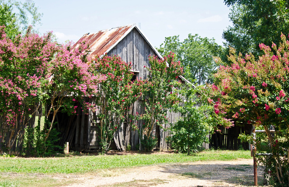 Old Barns in Ivanhoe, Texas