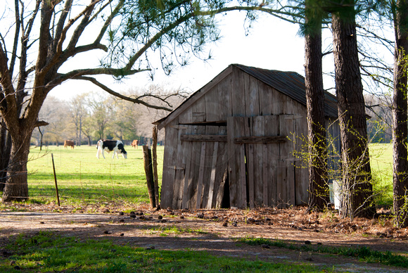 Old Barns in Leonard, Texas